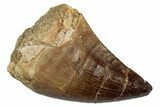Fossil Mosasaur (Thalassotitan) Tooth - Morocco #345181-1